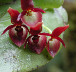 flower 1