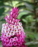 flower 3