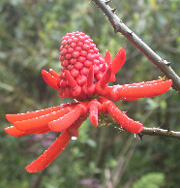 flower 1