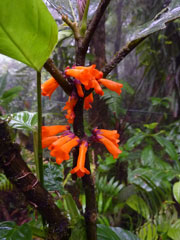 flower 1