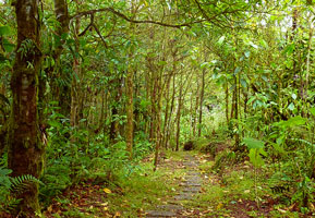 Persea Garden trail